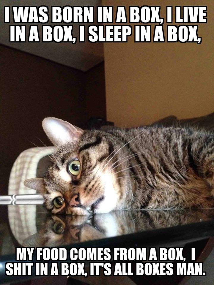 haha-woww:  lolfactory:  Introspective Cat  haha…. woww….