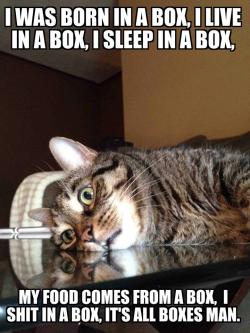 haha-woww:  lolfactory:  Introspective Cat