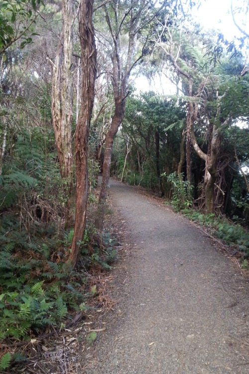 oh-haroo:   Walk with the girlfriend through Arataki :) Follow me for more vertical nature and landscape! 