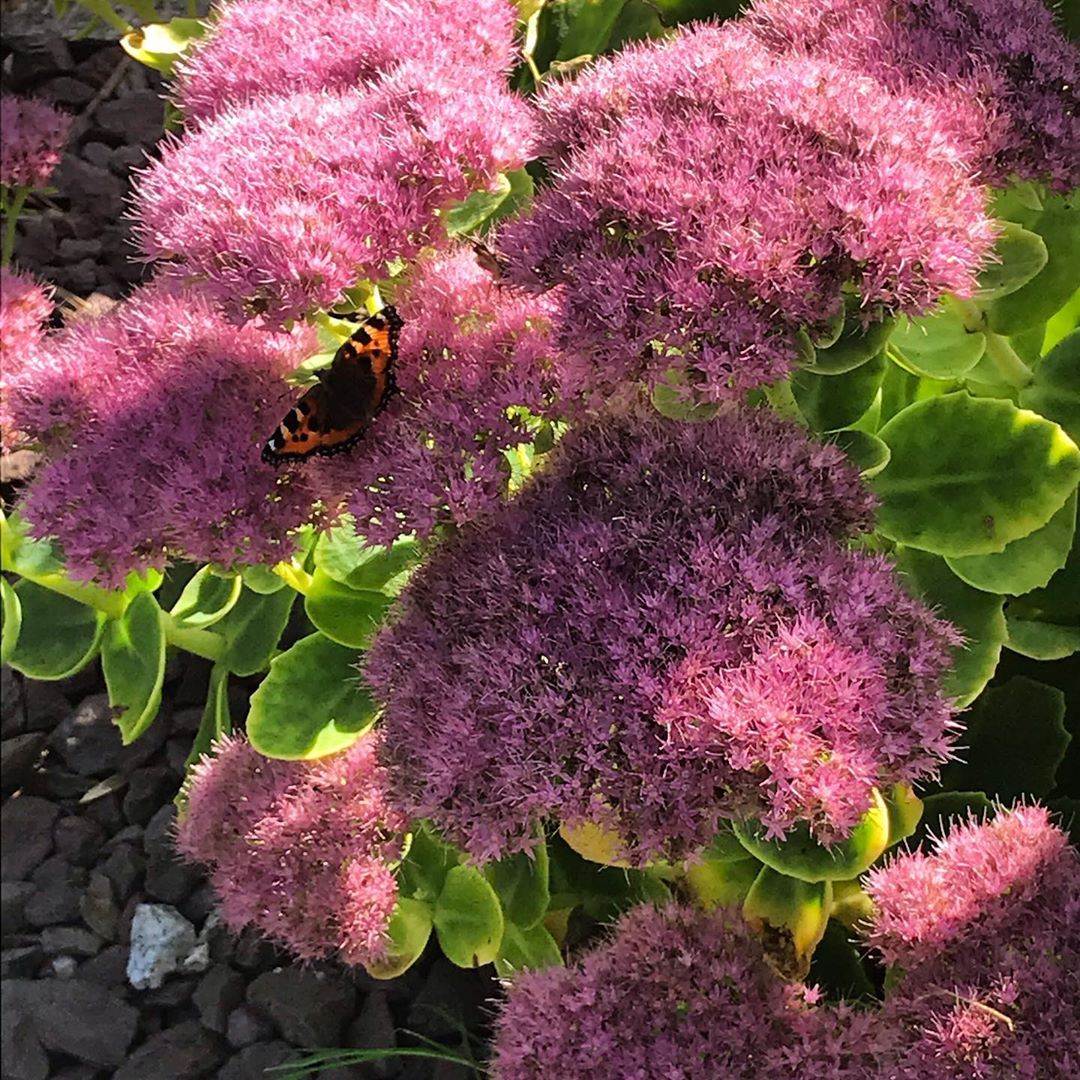 <p>🦋 The Sedum plants in my garden are positively covered with butterflies 🦋 <br/>
.<br/>
So beautiful 😍 <br/>
.<br/>
Nature is a tonic at any time of year, & this beautiful autumn sunshine is truly a tonic ❤️☀️<br/>
.<br/>
Be sure to get out there & soak up some of this glorious Indian Summer sunshine ☀️😊<br/>
.<br/>
#indiansummer #pollinators🐝 #butterflies #lovenature #lovenaturesbeauty #autumnvibes🍁 #autumnbeauty #naturalremedies #naturalhealthcare #tryhomeopathy #homeopathyworksforme #homeopathy<br/>
<a href="https://www.instagram.com/p/CFR9L-rjcsw/?igshid=ni2y1wsvj1yz">https://www.instagram.com/p/CFR9L-rjcsw/?igshid=ni2y1wsvj1yz</a></p>