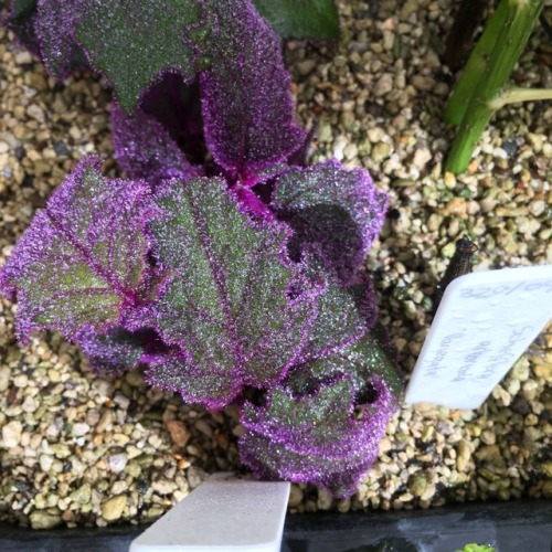 Botanic Gardens nursery: purples