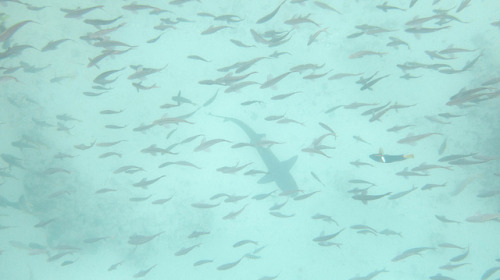 Whitetip reef shark by thaisa1980 on Flickr.