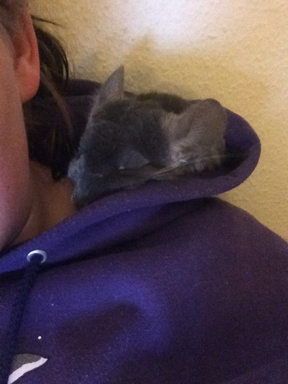 sokkedyret:  Blue Silvia fell asleep in my hood.