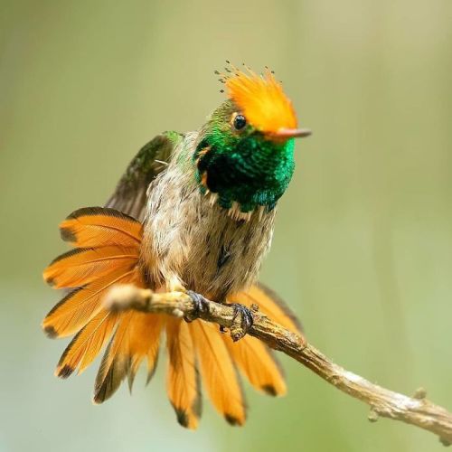 If The Greek Gods Would Be Birds: