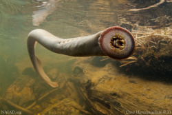 juniperolandia:  ichthyologist:  Pacific Lamprey (Entosphenus tridentatus)  Lampreys in their mature stage are parasites, latching onto other fish with their suction cup like mouths. Keratinised teeth rasp away their host’s skin, as the lamprey releases