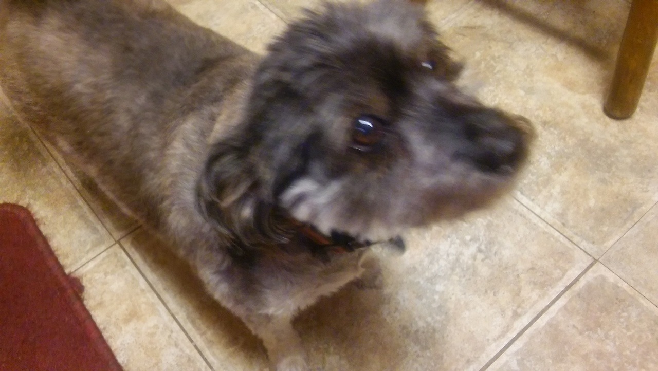 Heard you like doggos, so here is my doggo, Taz^^(montatora501)oh my gosh the scruff.
