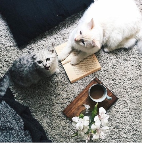 friendly-animals: friendly-animals:  (Source)  Follow Our New Instagram: animals_lovers_ig (: 