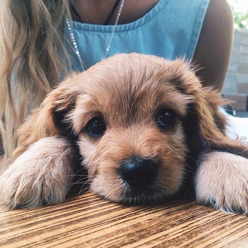 teenageers:    Dogs <3     