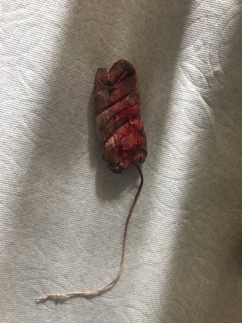 loveitall36:Wife’s tampon from last night!