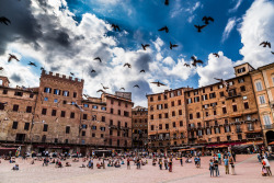 socialfoto:  Birds at Siena, Piazza del Campo