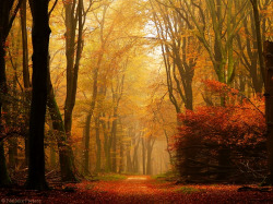 radivs: Dutch Autumn   1  |  2  |  3   by Nelleke Pieters | Website | Facebook 