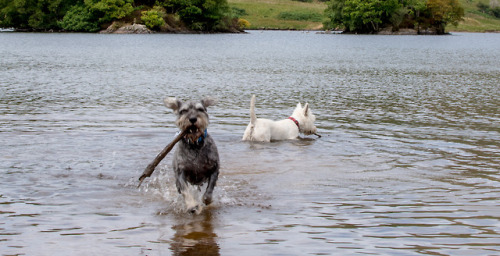 The terrier from the deep!