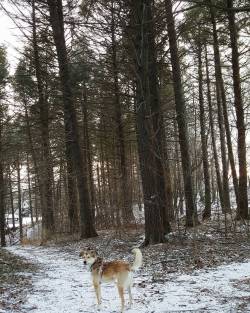 Stella-Boo enjoying Cobbs Hill Park…