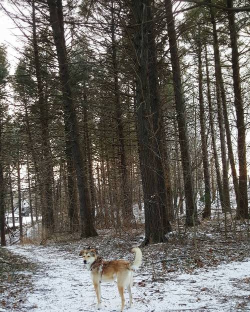 XXX Stella-Boo enjoying Cobbs Hill Park… photo