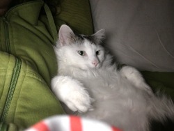 dailyenzo:tfw: comfi 