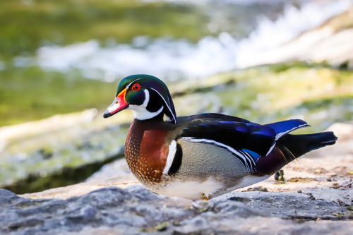 longingforrotkehlchen: He’s special and he knows it.Brautente ♂️ (wood duck) am Max-Eyth-See, 