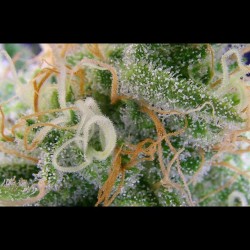 weedporndaily:  #vortex a picture is worth 1000 trichomes by subcoolseeds
