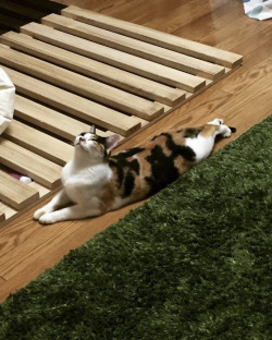 happyheidi:long kitty appreciation post &lt;3(via)
