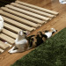 happyheidi:long kitty appreciation post &lt;3(via)