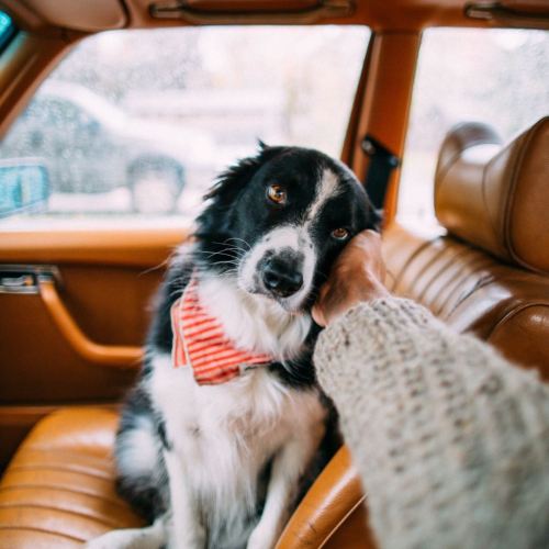 awwww-cute:  Someone posted this on Facebook. It’s… one of the most gorgeous things I’ve ever seen