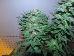 cassandrapickle:By grower 2moreweeks  The