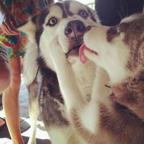 iopele:awesome-picz:Kissing Animals Prove That Kisses Aren’t Just For People.awwwwww, smooches!!!