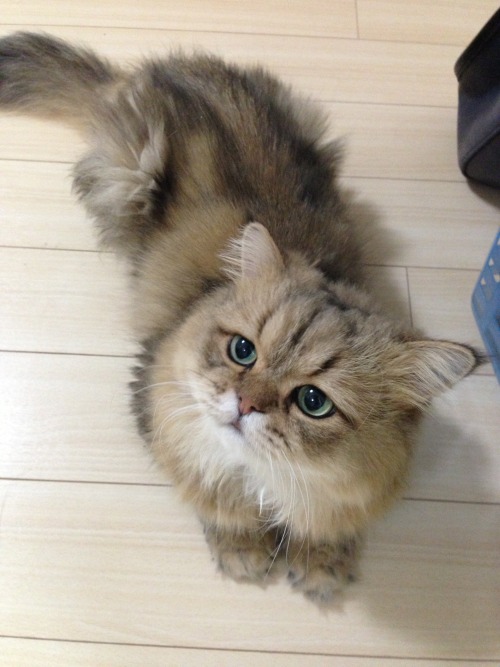  あそぶ？あそぶの？ 