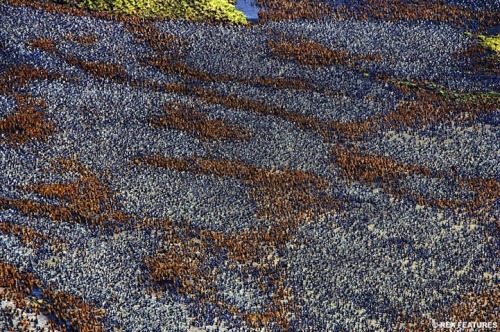 unusuallytypical: Amazing Photos of Animals CongregatingMonarch ButterfliesStingraysBatsElephantsFla