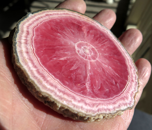 ghminerals: Highest quality Rhodochrosite slice. Offering a dead on perfect 3 3/8 across full edge r