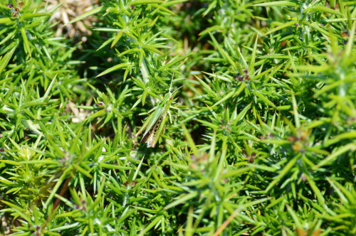 Cricket in the Gorse