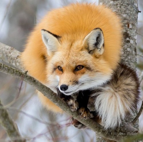 thelittleredfox:Foxy by Don McCabe