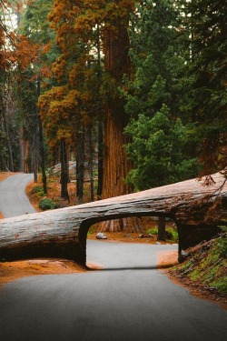 alecsgrg:  Sequoia National Park | ( by Jake Guzman ) 