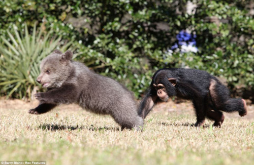 magicalnaturetour:  “Friendship bear and porn pictures