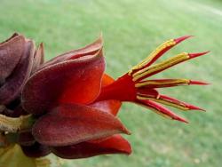 sixpenceee:  “Chiranthodendron pentadactylon” or common name “Devil’s Hand Flower”