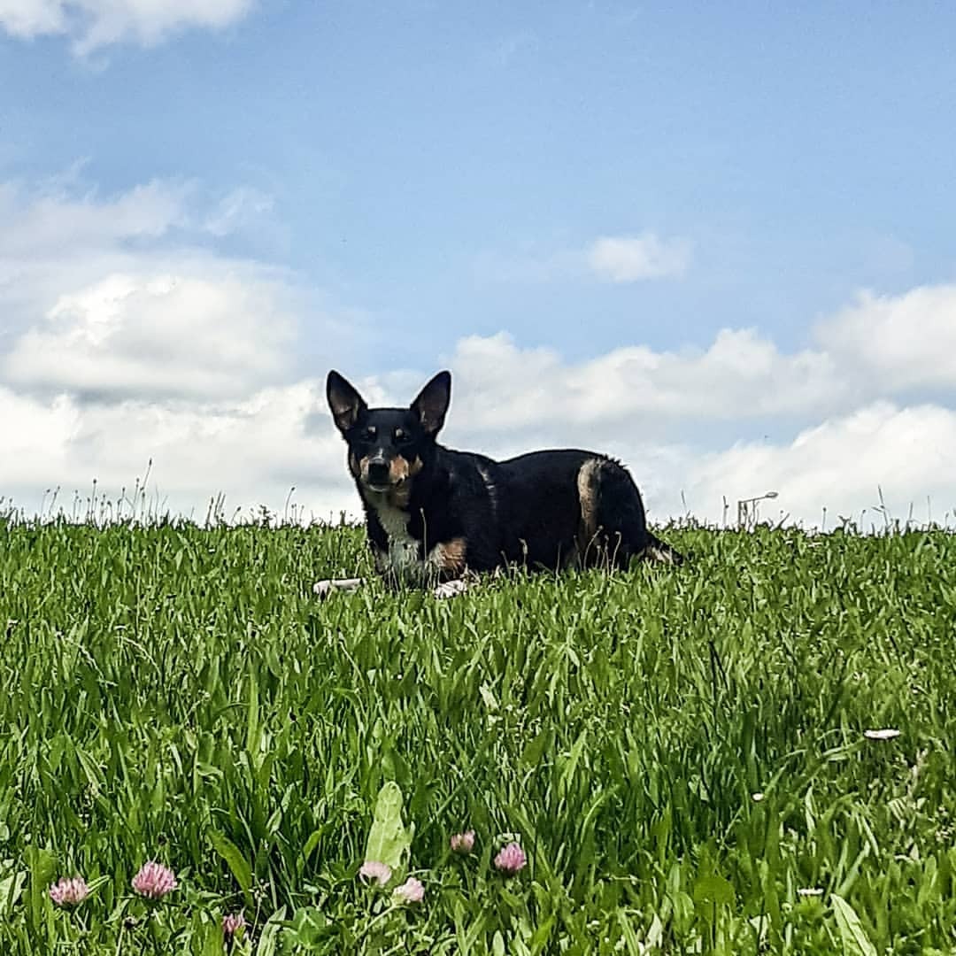 Gut gepflegt durch den Sommer! Gilt für unsere 4beinigen Familienmitglieder. 🐕 🦮 🐩 🐕‍🦺
Wie auch für 😼 Katzen und 🐴 Pferde.
Auf dem heutigen Foto trägt Lenny (nach dem Schwimmen), die 3in1 Fellpflege mit ätherischen Ölen. Sie verhindert zuverlässig,...