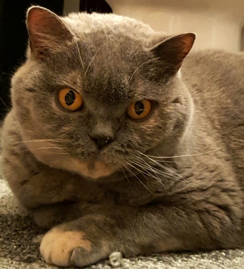 twinkiespot:Ready to cause some Caturday trouble!
