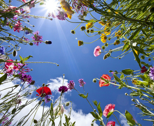 Butterflies POV by Reiffhaus (Steppin It Up!!) on Flickr.