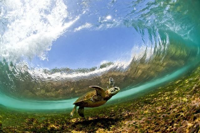 nubbsgalore:  endangered hawaiian green sea turtle (or honu in hawaiian) swimming