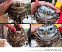 If there&rsquo;s one thing I&rsquo;ve learned since joining Tumblr&hellip; its the fact that owls ARE FUCKING CUTE&hellip; who knew???