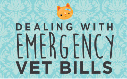 vesperasparx:  thetinytabby:  If you find yourself suddenly needing a TON of money for an emergency vet bill, it can be very stressful! Luckily, there are some things you can do to help your situation. Apply for Care CreditFinancial Resources by US StateY