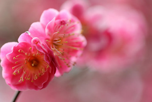 double plum blossoms. by cate♪ on Flickr.