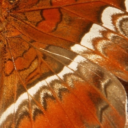 sinobug:The Butterfly Effect II (of IV)  Details from the wings of Chinese butterflies from my image