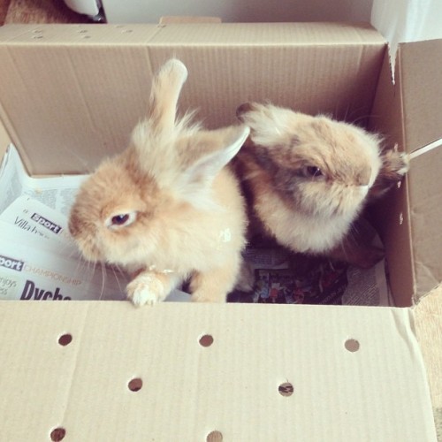 sighing-roses:  rosyabigailxx:  ❄winter rosy blog ❄  Rosy <3 