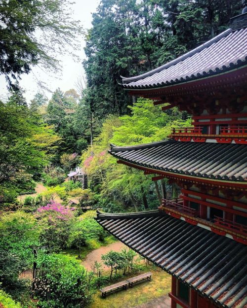 岩船寺庭園 [ 京都府木津川市 ] ③ Gansenji Temple Garden, Kizugawa, Kyoto ーー三重塔をはじめ数多くの #国指定重要文化財 を残す古刹は、あじさいの名所とし