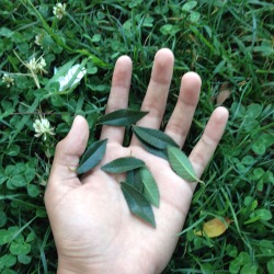 mothurs:  found these cute leaves on the