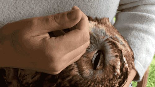 gifsboom:Owl loves rubs. [video]