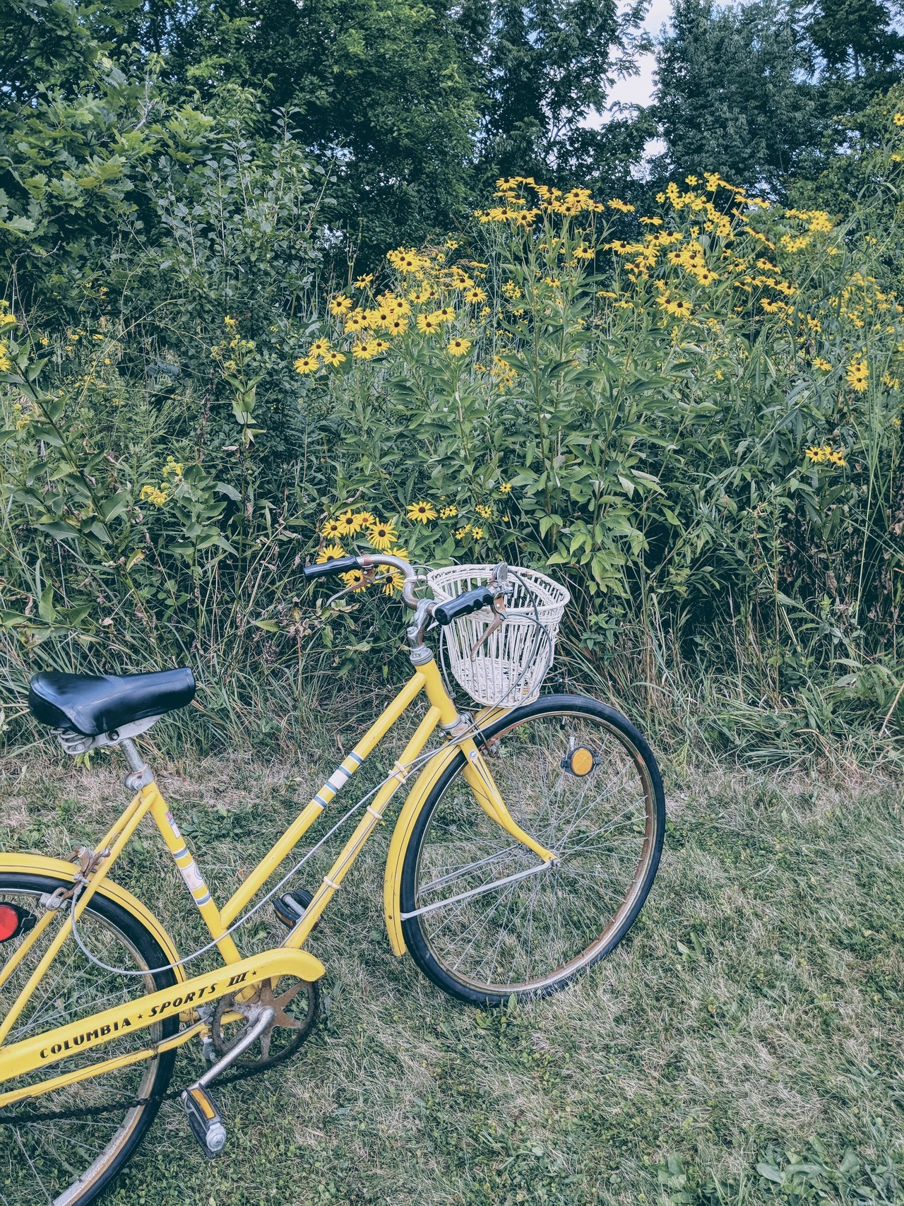 haiikyo:  lots of yellow on my bike ride this morning 🌻