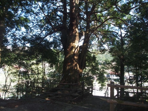Yasaka Shrine, Hiroshima300 Year Old TreesKitahiroshima Town Hiroshima Prefecture.北広島町、八栄神社の立派な大クスノキ