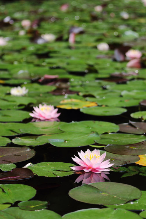 outdoormagic:waterlily by * Yumi *