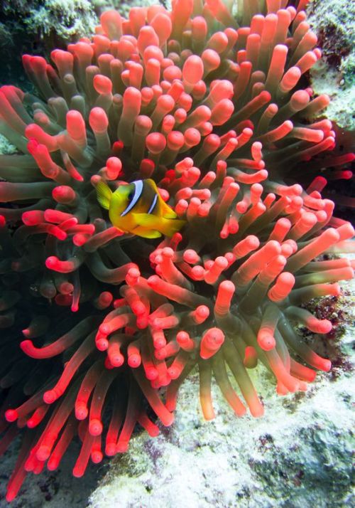 great barrier reef